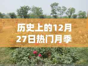 歷史上的12月27日熱門月季推薦，選購與養護指南全解析