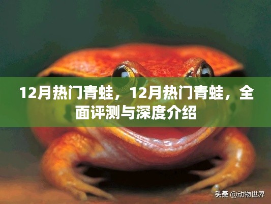 全面評(píng)測(cè)與深度介紹，十二月熱門(mén)青蛙