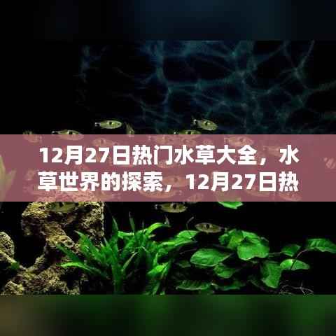 12月27日熱門水草品種深度解析，水草世界的奧秘與觀點(diǎn)碰撞