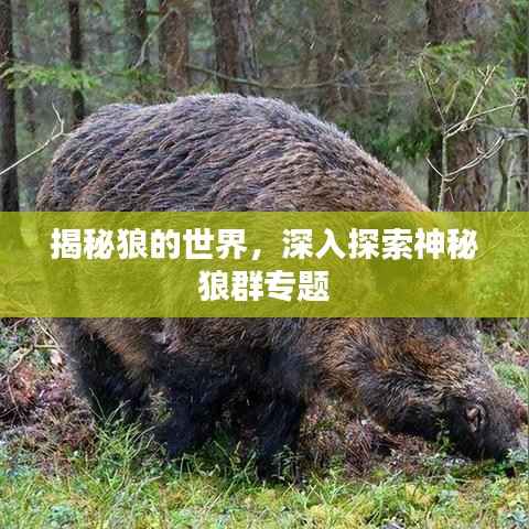 揭秘狼的世界，深入探索神秘狼群專題