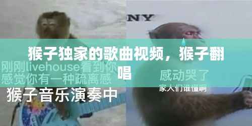 猴子獨家的歌曲視頻，猴子翻唱 