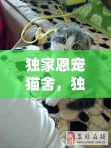 獨家恩寵貓舍，獨家寵愛是什么意思 