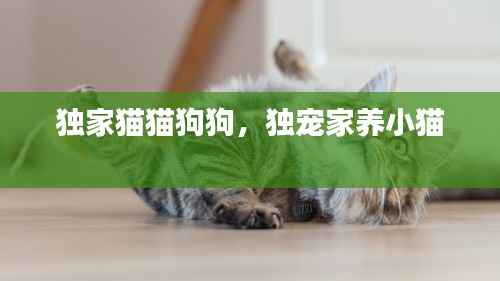 獨家貓貓狗狗，獨寵家養小貓 