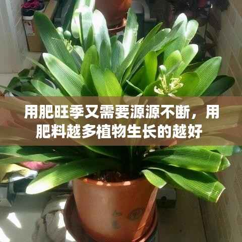 用肥旺季又需要源源不斷，用肥料越多植物生長的越好 