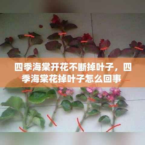 四季海棠開花不斷掉葉子，四季海棠花掉葉子怎么回事 