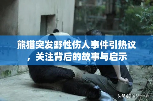 熊貓突發野性傷人事件引熱議，關注背后的故事與啟示