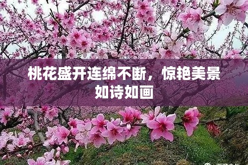 桃花盛開連綿不斷，驚艷美景如詩(shī)如畫