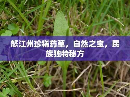 怒江州珍稀藥草，自然之寶，民族獨特秘方