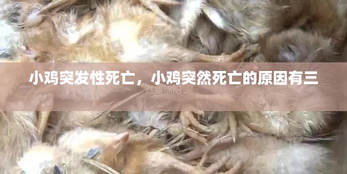 小雞突發性死亡，小雞突然死亡的原因有三 