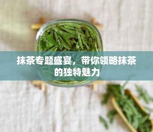 抹茶專題盛宴，帶你領略抹茶的獨特魅力