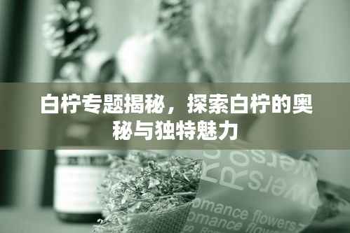 白檸專題揭秘，探索白檸的奧秘與獨(dú)特魅力