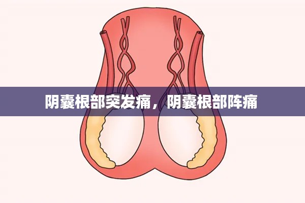 陰囊根部突發痛，陰囊根部陣痛 