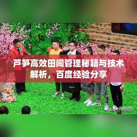 蘆筍高效田間管理秘籍與技術解析，百度經驗分享