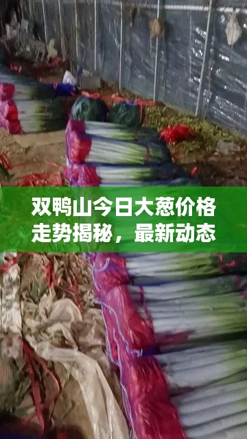 雙鴨山今日大蔥價格走勢揭秘，最新動態一網打盡！