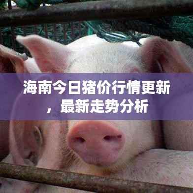 海南今日豬價行情更新，最新走勢分析