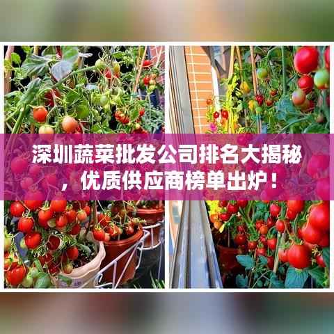 深圳蔬菜批發(fā)公司排名大揭秘，優(yōu)質(zhì)供應(yīng)商榜單出爐！