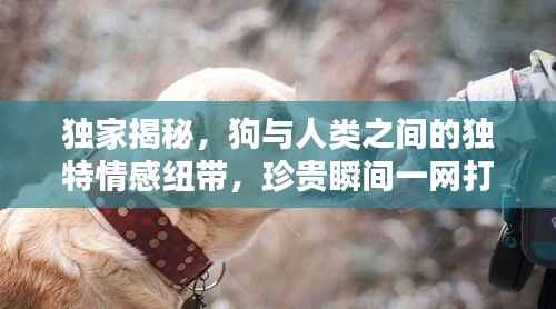 獨家揭秘，狗與人類之間的獨特情感紐帶，珍貴瞬間一網(wǎng)打盡！