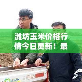 濰坊玉米價格行情今日更新！最新報價一網(wǎng)打盡
