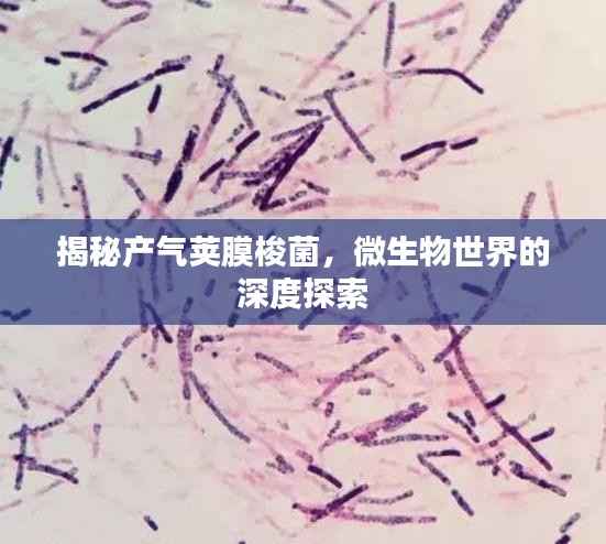 揭秘產氣莢膜梭菌，微生物世界的深度探索