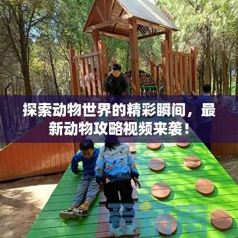 探索動(dòng)物世界的精彩瞬間，最新動(dòng)物攻略視頻來襲！