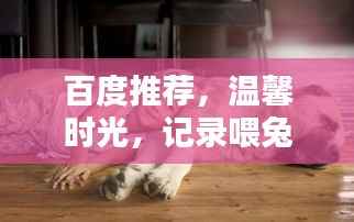 百度推薦，溫馨時光，記錄喂兔子的美好瞬間