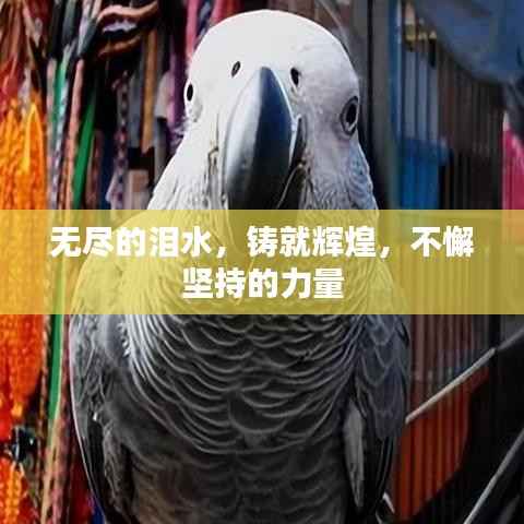 無盡的淚水，鑄就輝煌，不懈堅(jiān)持的力量