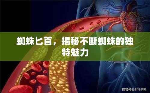 蜘蛛匕首，揭秘不斷蜘蛛的獨特魅力