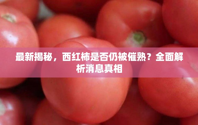 最新揭秘，西紅柿是否仍被催熟？全面解析消息真相