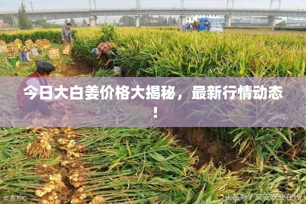 今日大白姜價格大揭秘，最新行情動態！