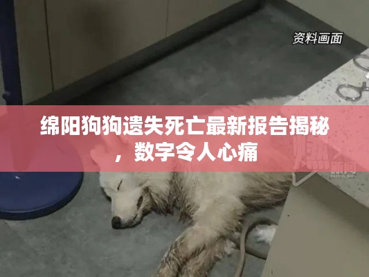 綿陽狗狗遺失死亡最新報告揭秘，數字令人心痛