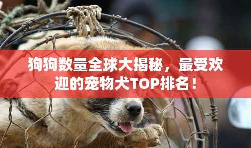 狗狗數量全球大揭秘，最受歡迎的寵物犬TOP排名！