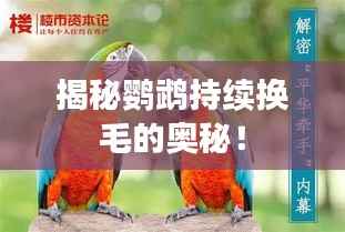 揭秘鸚鵡持續換毛的奧秘！