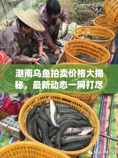 潮南烏魚拍賣價格大揭秘，最新動態一網打盡