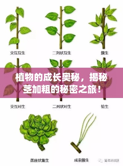 植物的成長奧秘，揭秘莖加粗的秘密之旅！