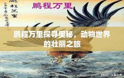 鵬程萬里探尋奧秘，動物世界的壯麗之旅