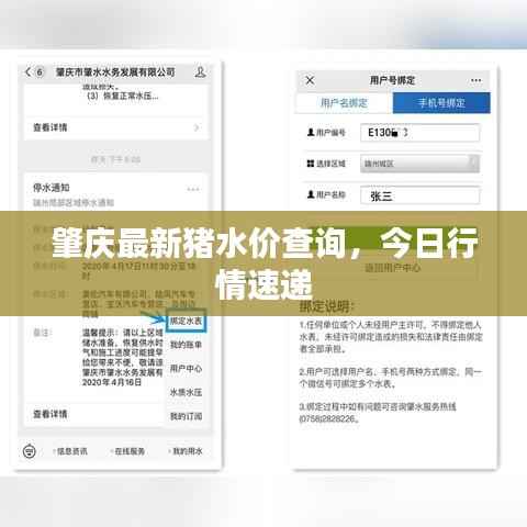 肇慶最新豬水價查詢，今日行情速遞