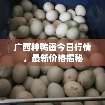 廣西種鴨蛋今日行情，最新價格揭秘
