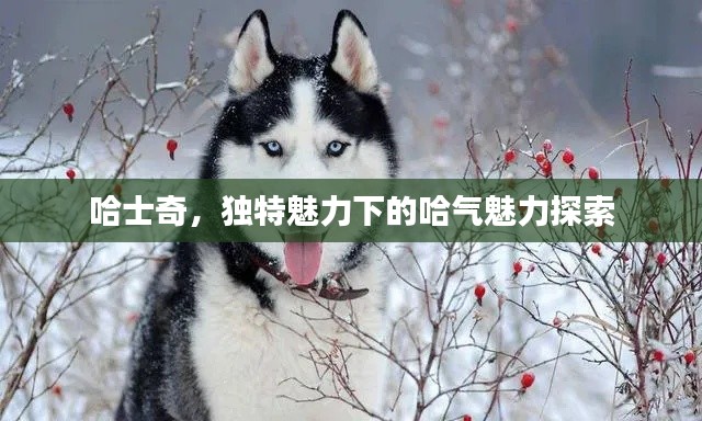 哈士奇，獨特魅力下的哈氣魅力探索