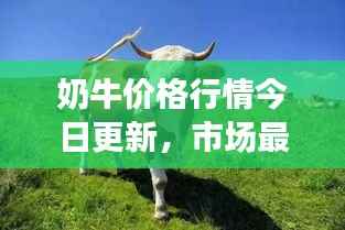 奶牛價格行情今日更新，市場最新動態及趨勢分析