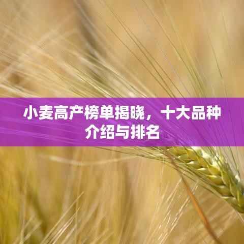 小麥高產榜單揭曉，十大品種介紹與排名