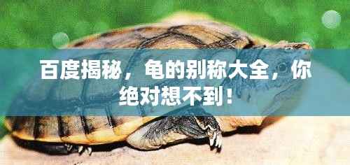 百度揭秘，龜?shù)膭e稱大全，你絕對(duì)想不到！