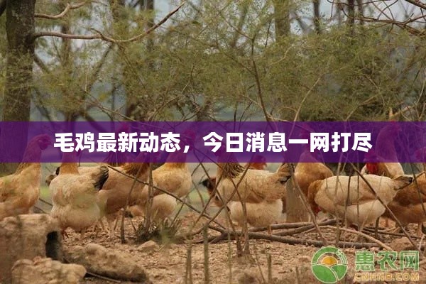 毛雞最新動(dòng)態(tài)，今日消息一網(wǎng)打盡