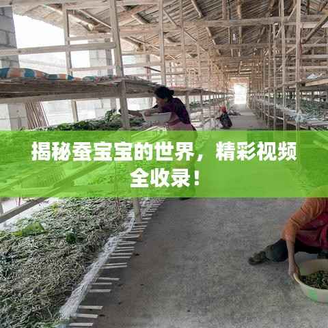 揭秘蠶寶寶的世界，精彩視頻全收錄！