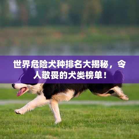 世界危險犬種排名大揭秘，令人敬畏的犬類榜單！
