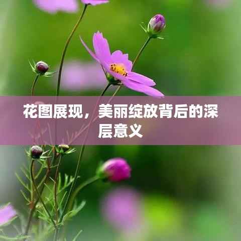 花圖展現，美麗綻放背后的深層意義