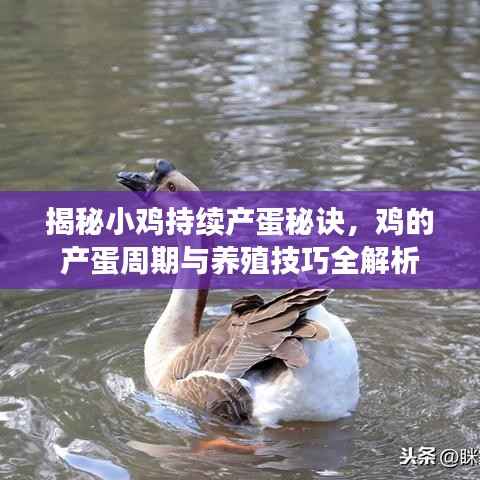 揭秘小雞持續產蛋秘訣，雞的產蛋周期與養殖技巧全解析