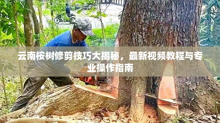 云南桉樹修剪技巧大揭秘，最新視頻教程與專業操作指南