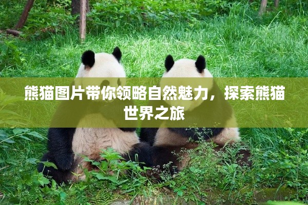 熊貓圖片帶你領略自然魅力，探索熊貓世界之旅