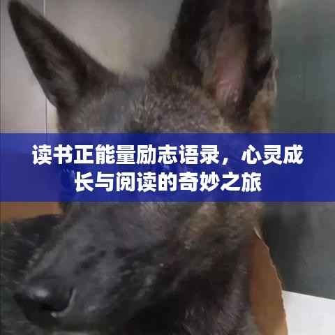 讀書(shū)正能量勵(lì)志語(yǔ)錄，心靈成長(zhǎng)與閱讀的奇妙之旅