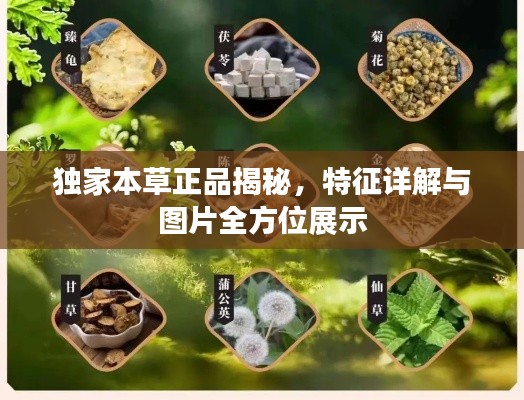 獨家本草正品揭秘，特征詳解與圖片全方位展示